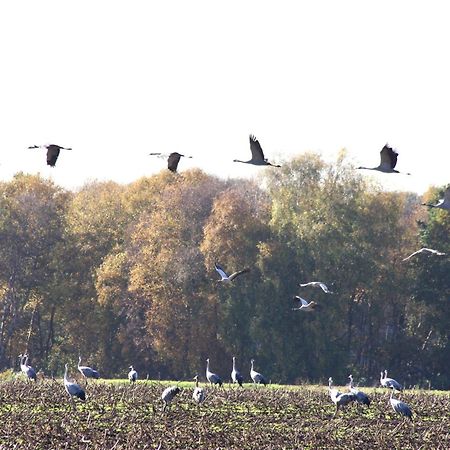 Kranich-Holzferienhaus 'Kleine Auszeit' Rehden Zewnętrze zdjęcie